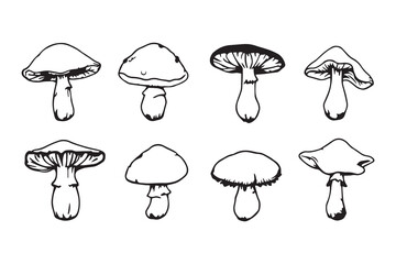 reishi mushroom line art and black color