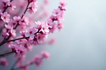 Naklejka premium Delicate Pink Blossoms on a Branch, Softly Illuminated, Creating a Serene Springtime Scene