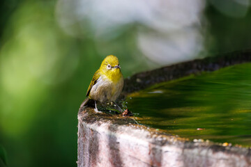泉で水浴びをする可愛いメジロ（メジロ科）の群れ
英名学名：Japanese Tit...