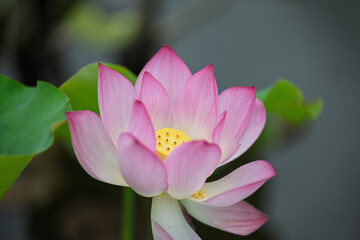 Blooming Lotus Flower