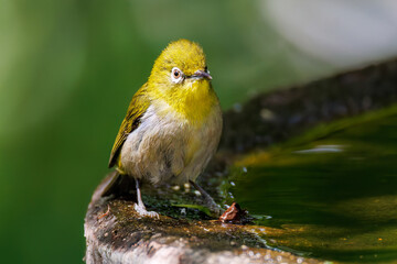 泉で水浴びをする可愛いメジロ（メジロ科）の群れ
英名学名：Japanese Tit...