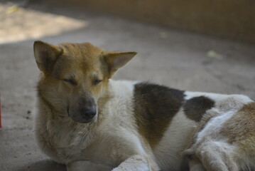 dog sleeping on the floor