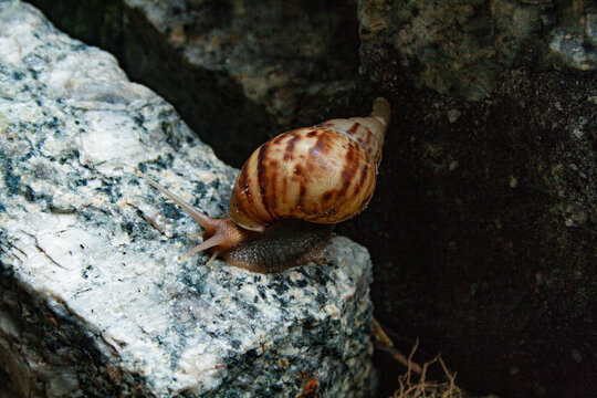 Detailed close-up of a brown snail with its shell, moving slowly on a rocks