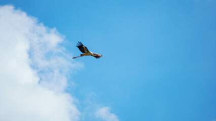 airplane in the sky