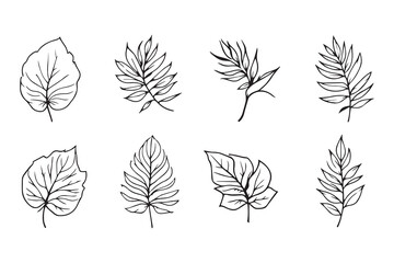 Vibrant Bird of Paradise Leaves line art