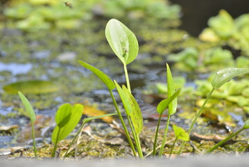 green sprout growing in the soil