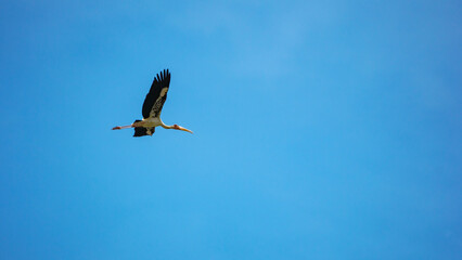 milky stork in flight