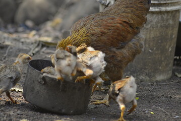 chicken on the ground