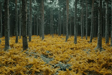 Fototapeta premium Dense forest floor blanketed in golden ferns. Tall pines loom overhead in muted tones