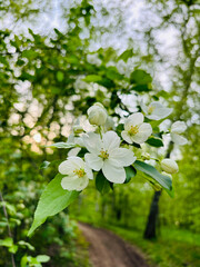 Blossoming apple tree flowers in the sun