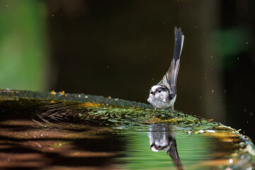 飛び回る可愛いエナガ（エナガ科）の群れ
水盤で水浴びをしている。

英名学名：long tailed tit (Aegithalos caudatus)
