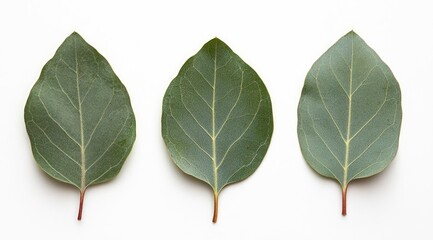 Fototapeta premium Three eucalyptus leaves, vibrant green, on white background
