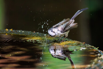 飛び回る可愛いエナガ（エナガ科）の群れ
水盤で水浴びをしている。

英名学名：long tailed tit (Aegithalos caudatus)
