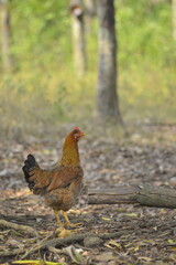 hen on the farm