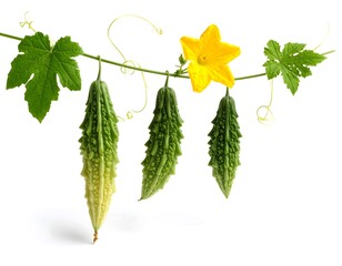 Three green bitter gourds with yellow flowers hanging on a vine against a white background