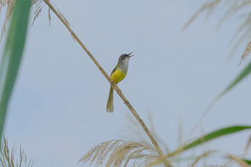 Yellow-bellied prinia