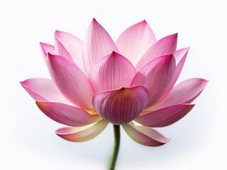 Miniature Pink Lotus Flower, Isolated on White Background, Tilt-Shift Photography