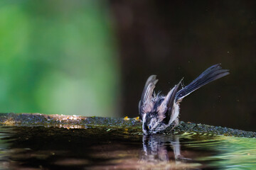 飛び回る可愛いエナガ（エナガ科）の群れ
水盤で水浴びをしている。

英名学名：long tailed tit (Aegithalos caudatus)
