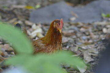 small bird in the nest
