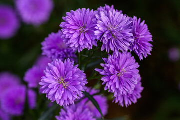 Close-up Marguerite Daisy flower blooming in the garden.