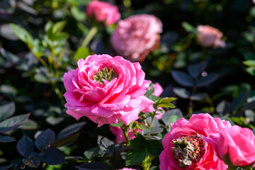 Close-up Pink Spray Rose flower blooming in the garden.