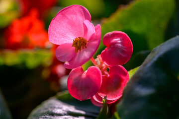 Obraz premium Close-up pink Begonia flower blooming in the garden. Family Begoniaceae.