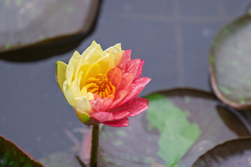 Beautiful Lotus Flower in the Pond