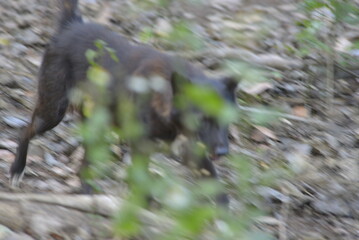 squirrel in the woods