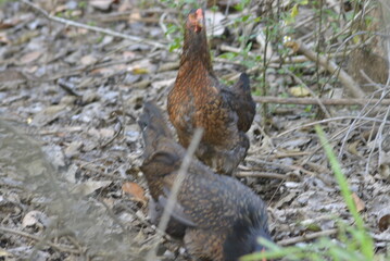 pheasant on the ground