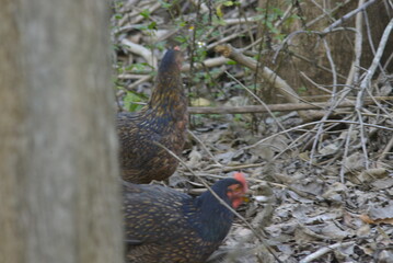 pheasant male and female