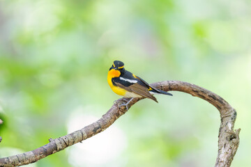 泉で水浴びをする可愛いキビタキ（ヒタキ科） 英名学名：Narcissus Flycatcher (Ficedula narcissina) (family comprising the flycatchers) 秦野駅近くにある弘法山公園は、浅間山、権現山、弘法山を含む神奈川県立の自然公園。 山頂には野鳥の観察施設「バードサンクチュアリ」がある 神奈川県秦野市- 2025年 