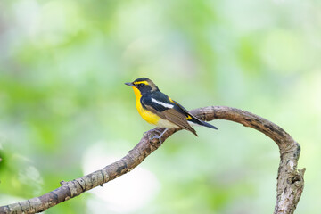 泉で水浴びをする可愛いキビタキ（ヒタキ科） 英名学名：Narcissus Flycatcher...