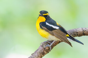 泉で水浴びをする可愛いキビタキ（ヒタキ科） 英名学名：Narcissus Flycatcher (Ficedula narcissina) (family comprising the flycatchers) 秦野駅近くにある弘法山公園は、浅間山、権現山、弘法山を含む神奈川県立の自然公園。 山頂には野鳥の観察施設「バードサンクチュアリ」がある 神奈川県秦野市- 2025年 
