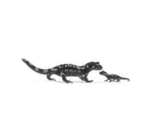 Naklejka premium An adult and baby black and white alpine salamander are shown together on a plain white background.