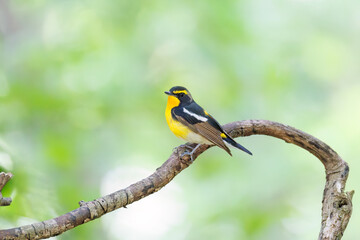 泉で水浴びをする可愛いキビタキ（ヒタキ科） 英名学名：Narcissus Flycatcher (Ficedula narcissina) (family comprising the flycatchers) 秦野駅近くにある弘法山公園は、浅間山、権現山、弘法山を含む神奈川県立の自然公園。 山頂には野鳥の観察施設「バードサンクチュアリ」がある 神奈川県秦野市- 2025年 
