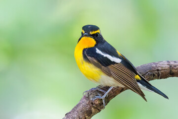 Obraz premium 泉で水浴びをする可愛いキビタキ（ヒタキ科） 英名学名：Narcissus Flycatcher (Ficedula narcissina) (family comprising the flycatchers) 秦野駅近くにある弘法山公園は、浅間山、権現山、弘法山を含む神奈川県立の自然公園。 山頂には野鳥の観察施設「バードサンクチュアリ」がある 神奈川県秦野市- 2025年 