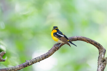 泉で水浴びをする可愛いキビタキ（ヒタキ科） 英名学名：Narcissus Flycatcher...