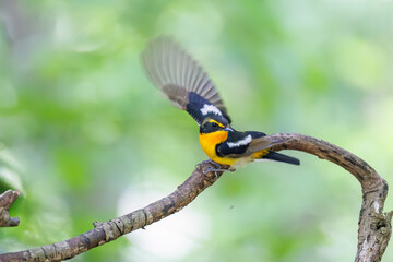 泉で水浴びをする可愛いキビタキ（ヒタキ科） 英名学名：Narcissus Flycatcher (Ficedula narcissina) (family comprising the flycatchers) 秦野駅近くにある弘法山公園は、浅間山、権現山、弘法山を含む神奈川県立の自然公園。 山頂には野鳥の観察施設「バードサンクチュアリ」がある 神奈川県秦野市- 2025年 