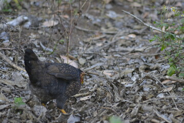 bird in the grass