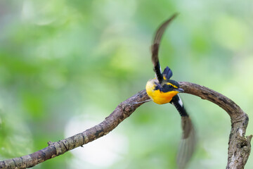 泉で水浴びをする可愛いキビタキ（ヒタキ科） 英名学名：Narcissus Flycatcher...