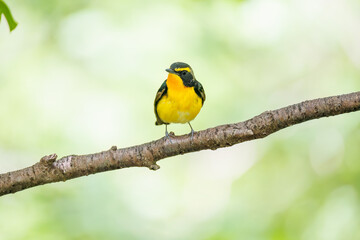 泉で水浴びをする可愛いキビタキ（ヒタキ科） 英名学名：Narcissus Flycatcher (Ficedula narcissina) (family comprising the flycatchers) 秦野駅近くにある弘法山公園は、浅間山、権現山、弘法山を含む神奈川県立の自然公園。 山頂には野鳥の観察施設「バードサンクチュアリ」がある 神奈川県秦野市- 2025年 