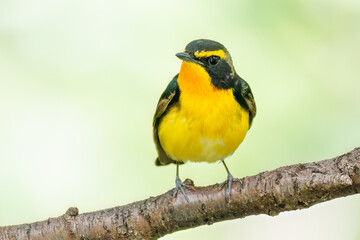 泉で水浴びをする可愛いキビタキ（ヒタキ科） 英名学名：Narcissus Flycatcher...