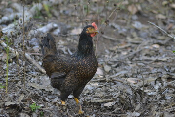 rooster in the grass