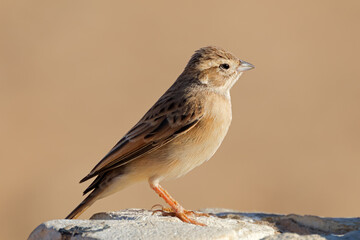 A lark-like bunting (Emberiza impetuani) perched on a rock, South Africa.