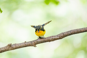 泉で水浴びをする可愛いキビタキ（ヒタキ科） 英名学名：Narcissus Flycatcher...