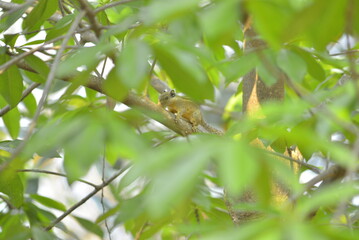 small bird on a branch