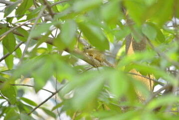 lizard on the grass