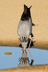 A secretary bird (Sagittarius serpentarius) drinking water, Kalahari desert, South Africa.