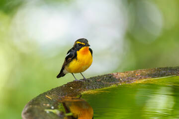 泉で水浴びをする可愛いキビタキ（ヒタキ科） 英名学名：Narcissus Flycatcher (Ficedula narcissina) (family comprising the flycatchers) 秦野駅近くにある弘法山公園は、浅間山、権現山、弘法山を含む神奈川県立の自然公園。 山頂には野鳥の観察施設「バードサンクチュアリ」がある 神奈川県秦野市- 2025年 