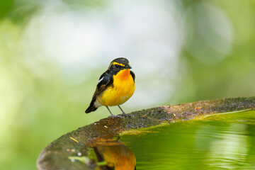 Naklejka premium 泉で水浴びをする可愛いキビタキ（ヒタキ科） 英名学名：Narcissus Flycatcher (Ficedula narcissina) (family comprising the flycatchers) 秦野駅近くにある弘法山公園は、浅間山、権現山、弘法山を含む神奈川県立の自然公園。 山頂には野鳥の観察施設「バードサンクチュアリ」がある 神奈川県秦野市- 2025年 
